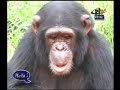 the north west administration has called on traditional rulers to assist the government in sensitizing the population on the need to protect endangered species of wildlife by denouncing people found in the communities engaged in illegal hunting and trade. in responding to that call, his royal highness fon mbofoa zofoa iii of bamungo in ngohketunjia division of north west province cameroon and his population rescued a leopard and a baboon trapped in a neighboring forest. the animals were then brought to the yaounde mvogbetsi zoo but unfortunately the leopard died from trap injuries.