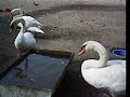 白鳥の湖の悲劇