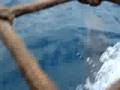 Golfinhos no passeio de barco