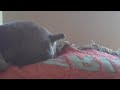 Rexy Butt Talking