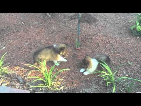 AKC sheltie sable male puppy