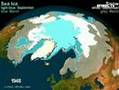 Endzeit für die Polarbären in der Arktis?