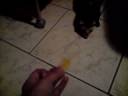 V291108_20.00.3gp