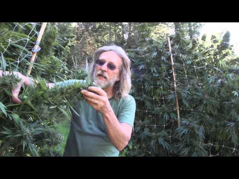 how to grow sour diesel