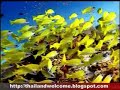 Thailand Welcome 15 Diving Thailand Welcome 15 Diving