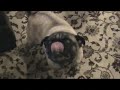 4 pugs licking peanut butter 4 pugs licking peanut butter