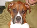 beau the boxer funny,cute  pics and videos
