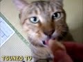 ササミブロックをゴミ箱に落としたツネオ君