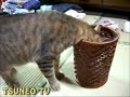 ササミブロックをゴミ箱に落としたツネオ君
