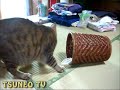 ササミブロックをゴミ箱に落としたツネオ君