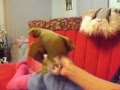 PAULIE ON MAMBO_0003.wmv