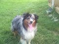 Adopted 9/5!  Lizzie Belle, ARPH #8596, is looking for her forever home!