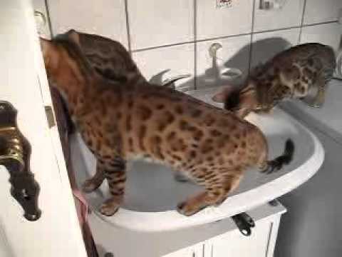 Bengalen - Von wegen wasserscheu. Bengalen lieben es zu planschen und zu baden. Hier ist der Beweis.