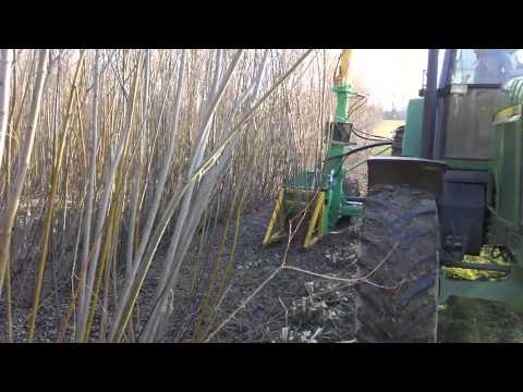 how to harvest willow
