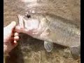 black bass rilascio