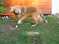unser kleiner wauwau spielt