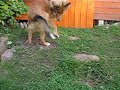 unser kleiner wauwau spielt
