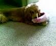Cocker Spaniel - Cain!