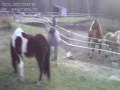 Raw clips of ponys gone wild