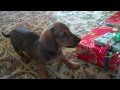 Dachshund Puppy Playing!