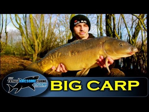 how to locate carp