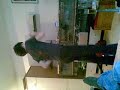 Neno Nasty Technobilly Neno Nasty Technobilly