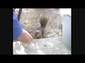 The Neighborhood Pet, NIBBLES!