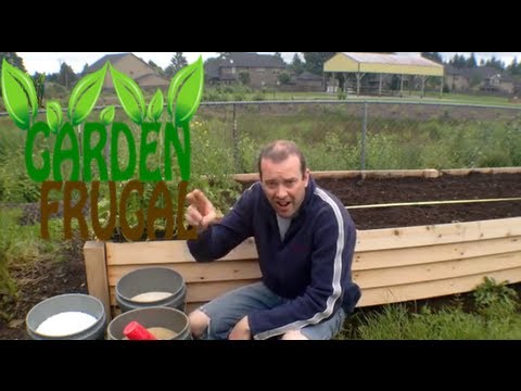 how to transplant tomatoes