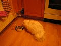 The cats new mechanical dish The cats new mechanical dish