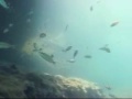 Zoea, operadora de mergulho e ecoturismo,porto de galinhas Zoea, operadora de mergulho e ecoturismo,porto de galinhas