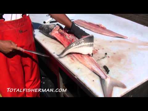 how to bleed out a sturgeon