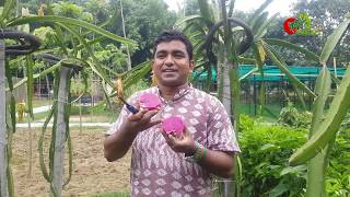 ড্রাগন ফল ( Dragon fruit) এর...