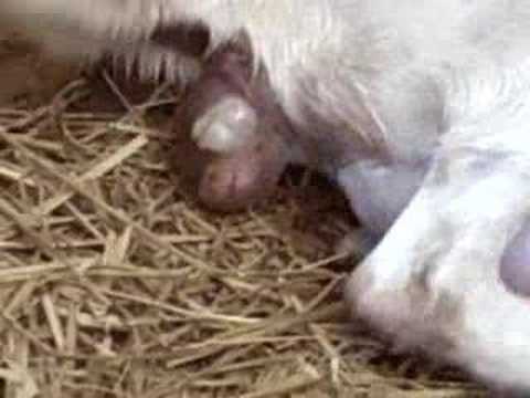 child birth