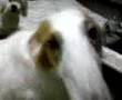 Borzoi video