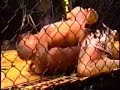 Ray Elbe faces former KOTC champ Thomas Denny on PPV Part 1