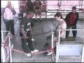 videos de Bungeejump Zuid afrika Niek