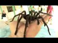 Aranha - Maior do Mundo - Tarantula (BIG SPIDER Tarantula)
