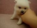 09/05 狐狸犬 Japanese Spitz -母幼犬-日新犬舍