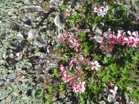 how to collect ivy geranium seeds