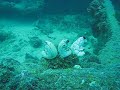 Sea Squirts