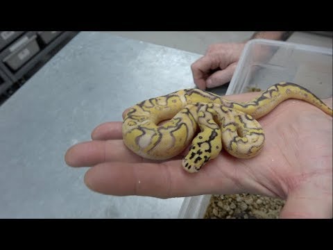 YouTube reptile video