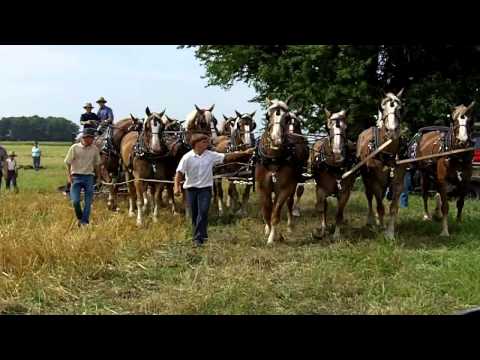 how to hitch up a team of horses