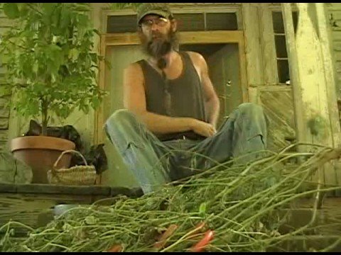 how to harvest hungarian wax peppers
