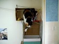 Palindromic Cat Processor