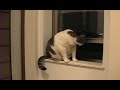 狭そうだったので窓をもう少し開けて差し上げましたが、それがアダになったのかも。（撮影：2008年9月）