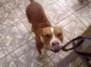 pit-bull  araraquara