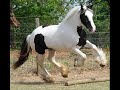 Gypsy Vanner Tribute Gypsy Vanner Tribute