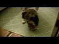 Sophie meets Barky