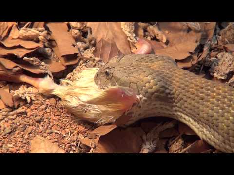 YouTube reptile video