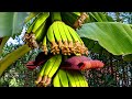 Where To Buy Banana Trees In Houston
